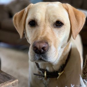 Meet your Posher, Joe